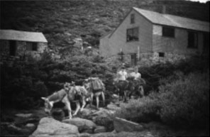 Donkeys at Madison Hut